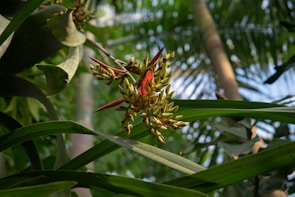 A close-up of diverse flora found in Costa Rica.