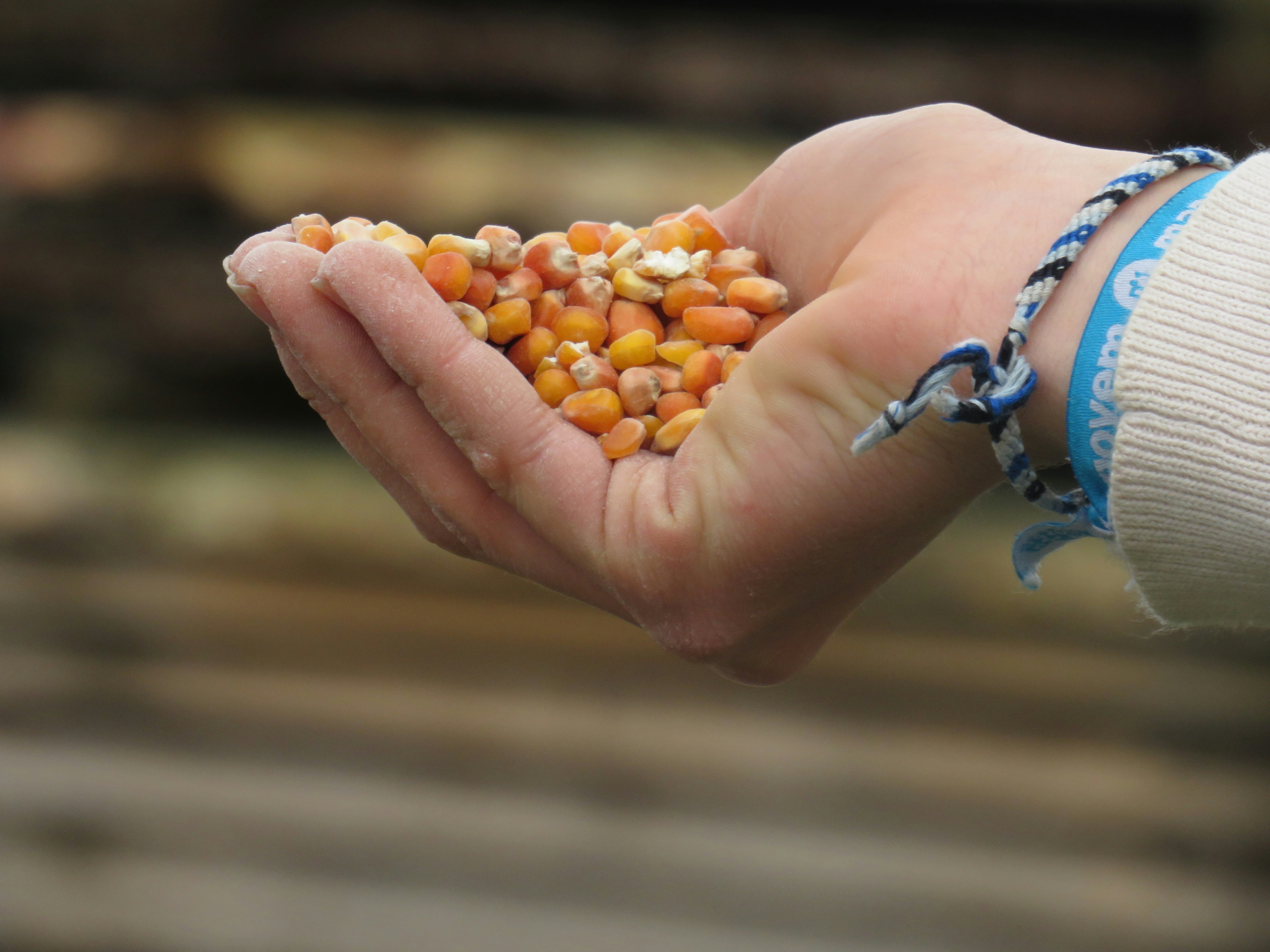 옥수수 파종시기 참고 자료
