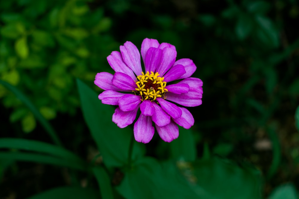 purple flower in tilt shift lens