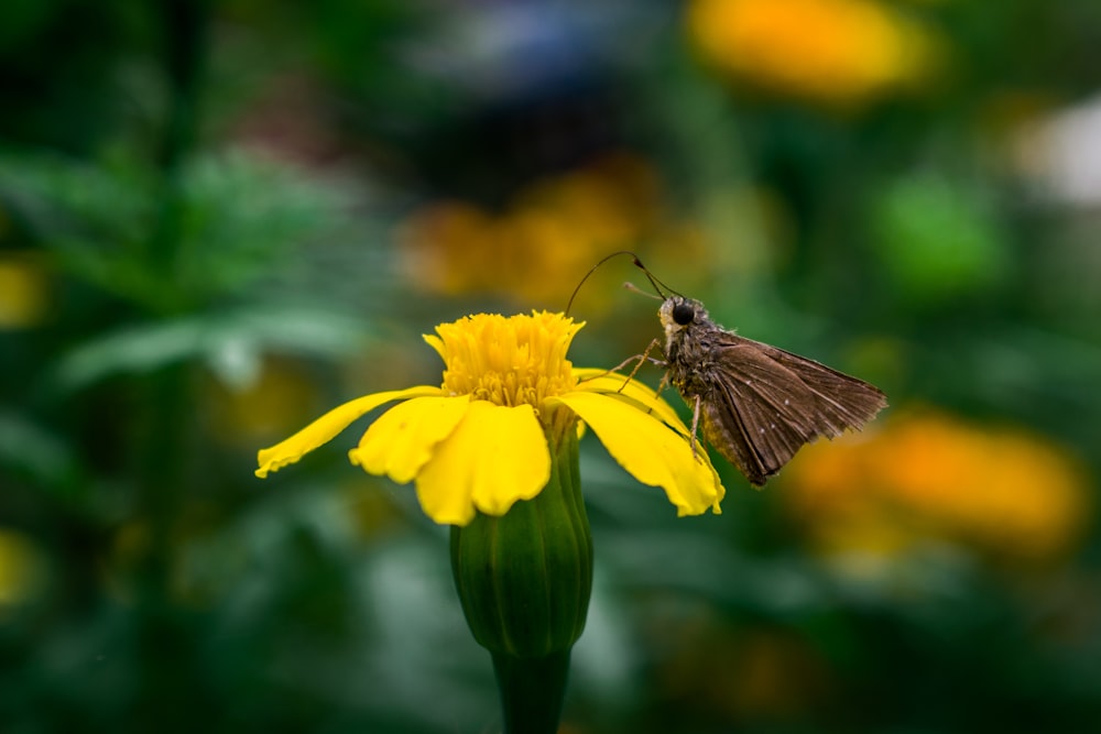 brown butterfly on yellow flower