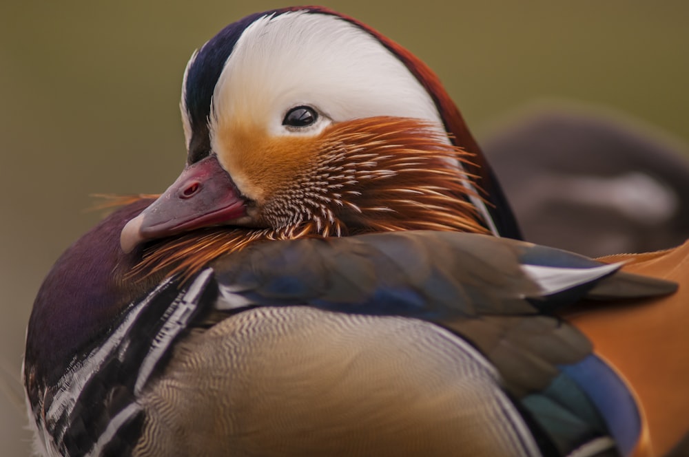 white and brown duck in close up photography