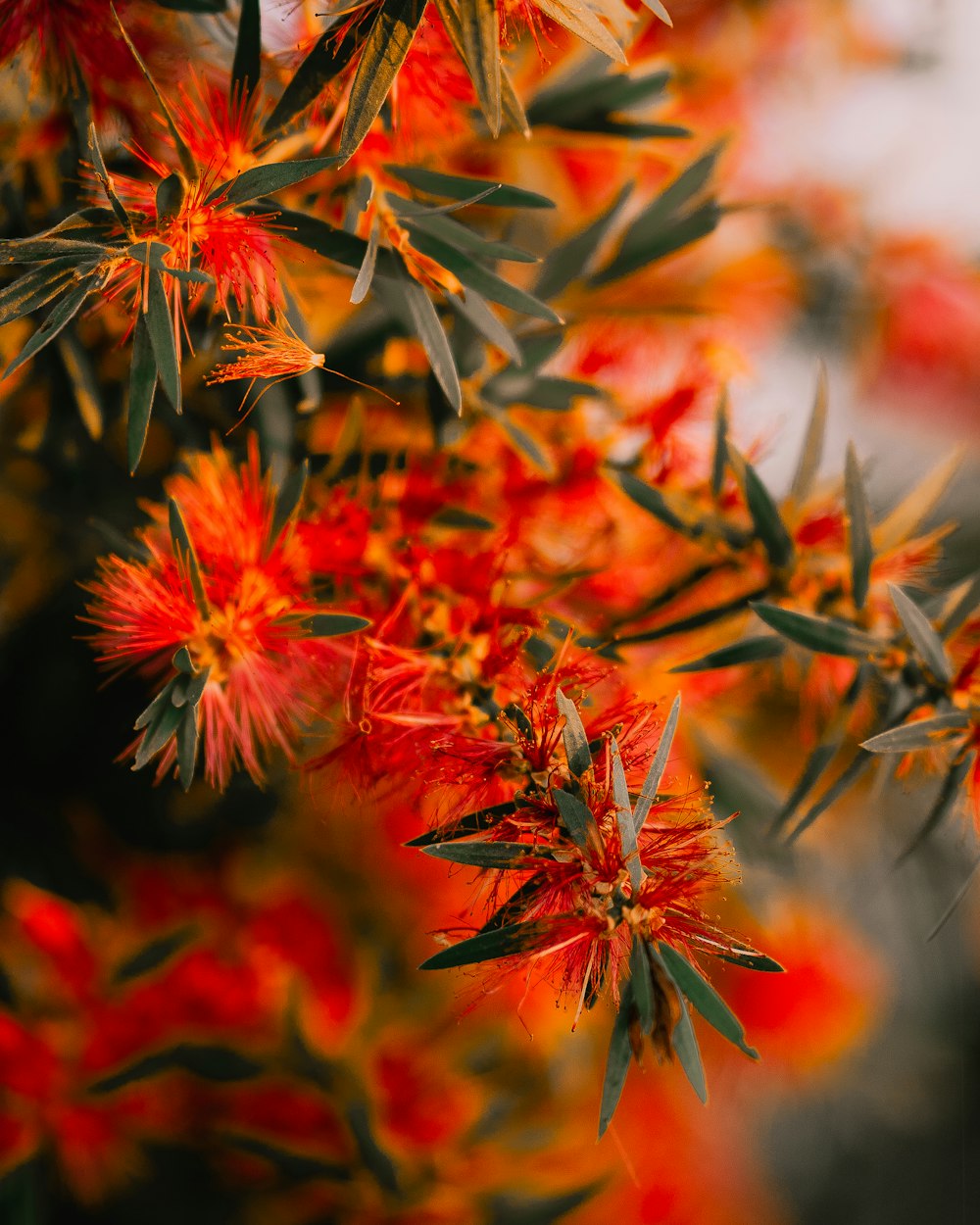 red and yellow flower in tilt shift lens