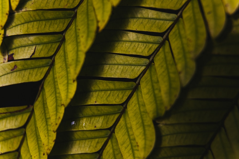 folha verde na fotografia de perto