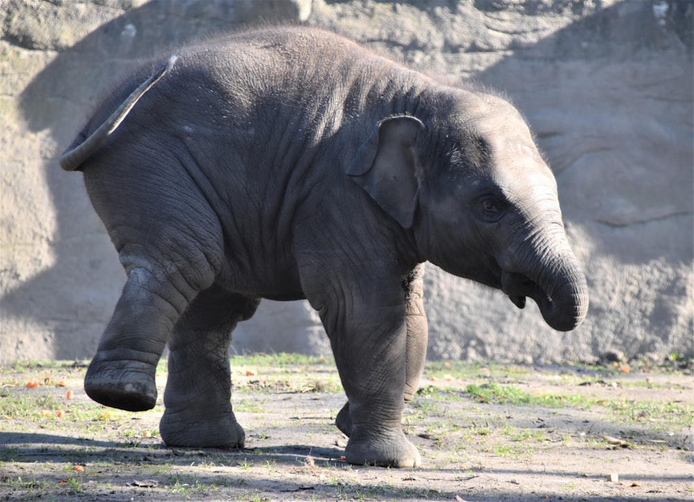 gray elephant walking on dirt ground during daytime