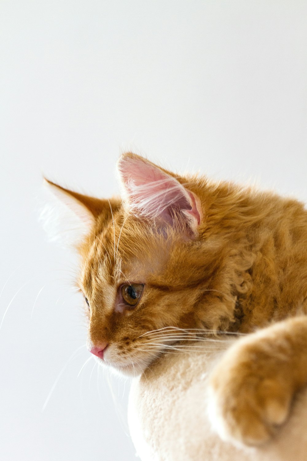 orange tabby cat lying on white textile