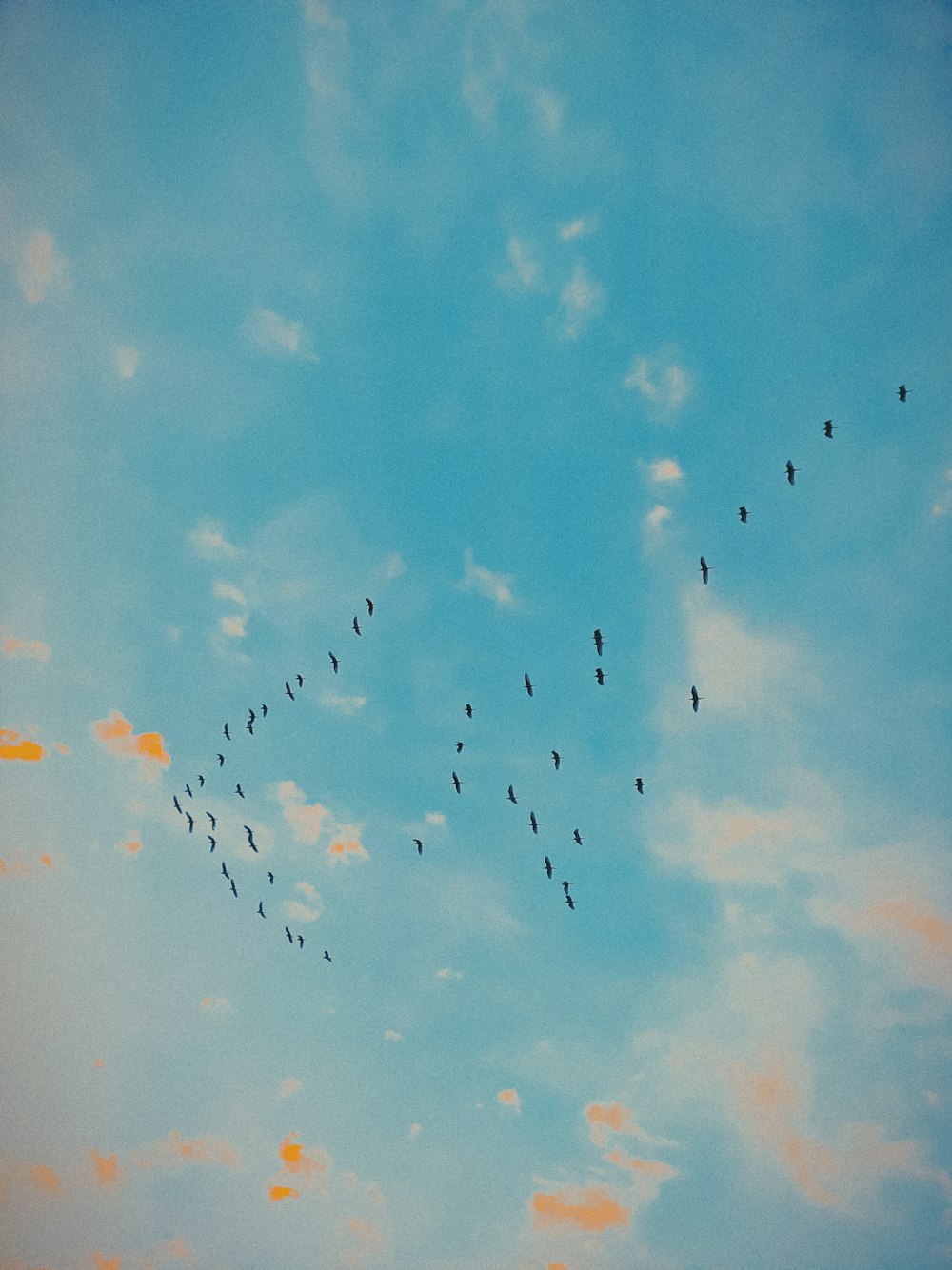 flock of birds flying under blue sky during daytime