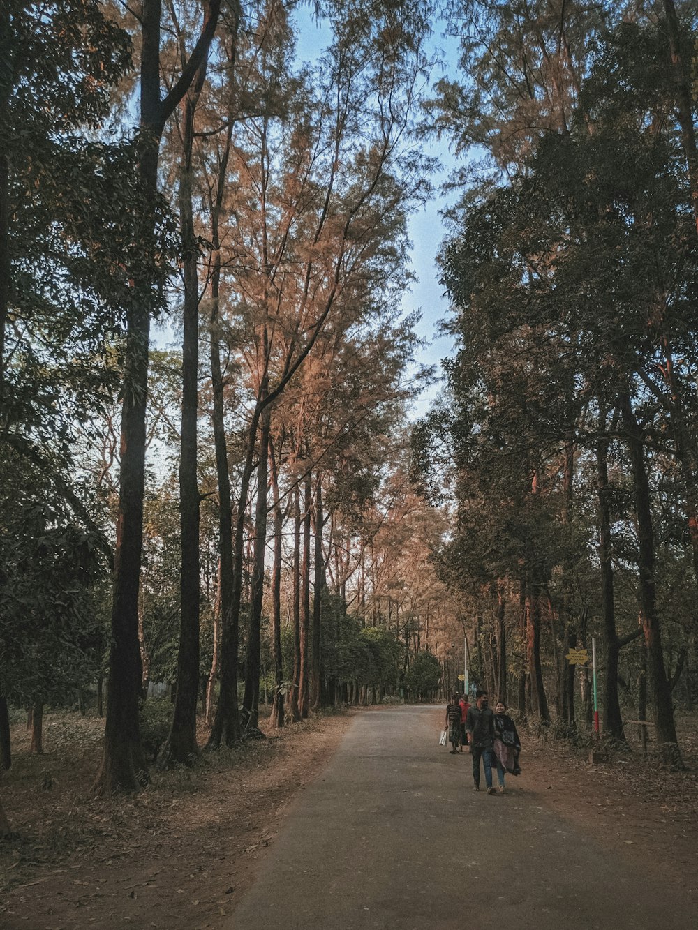 people walking on pathway between trees during daytime