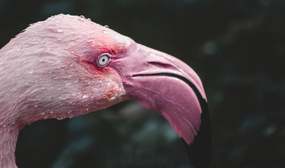 pink flamingo in close up photography