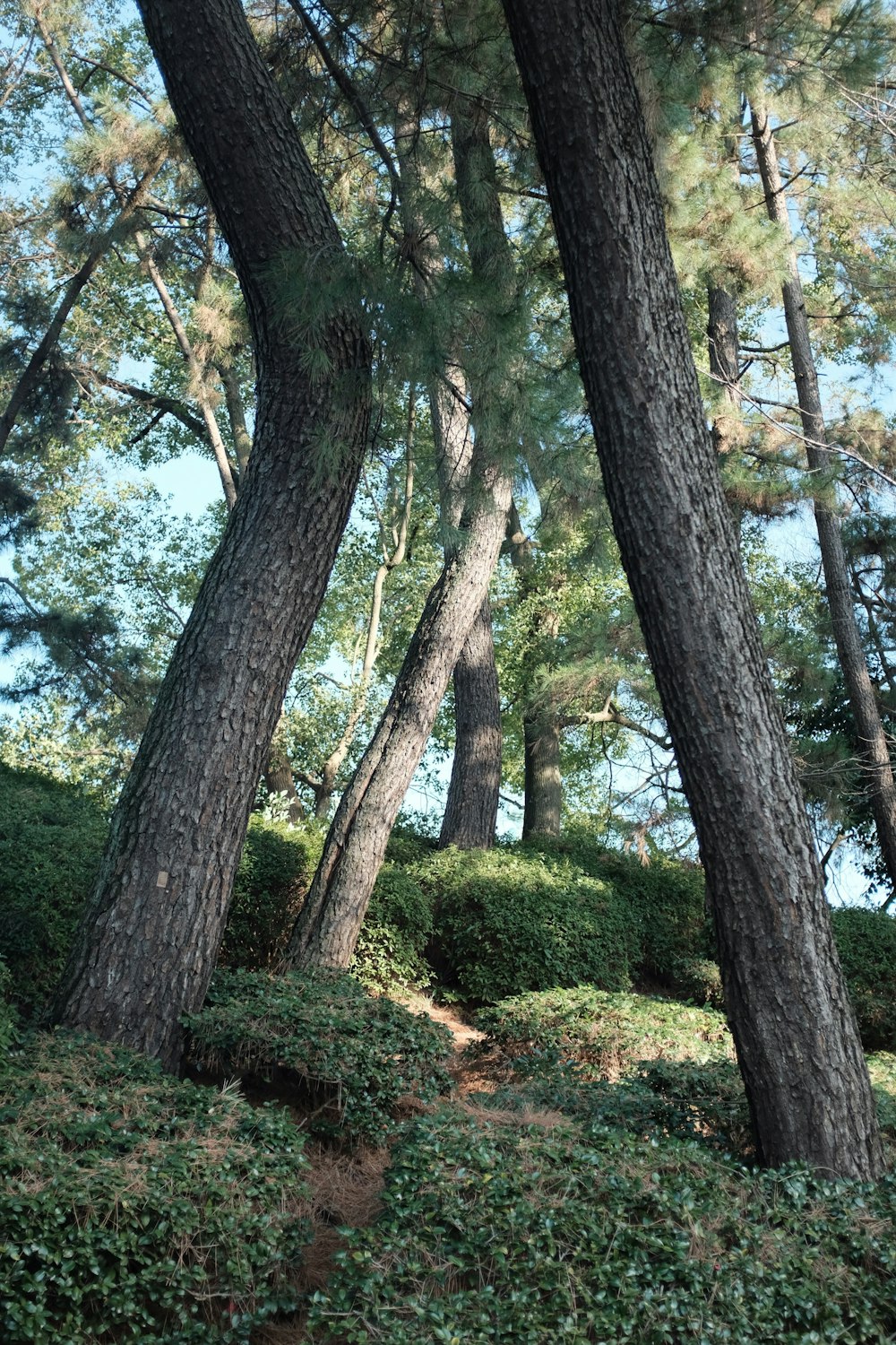 árvores marrons e verdes durante o dia