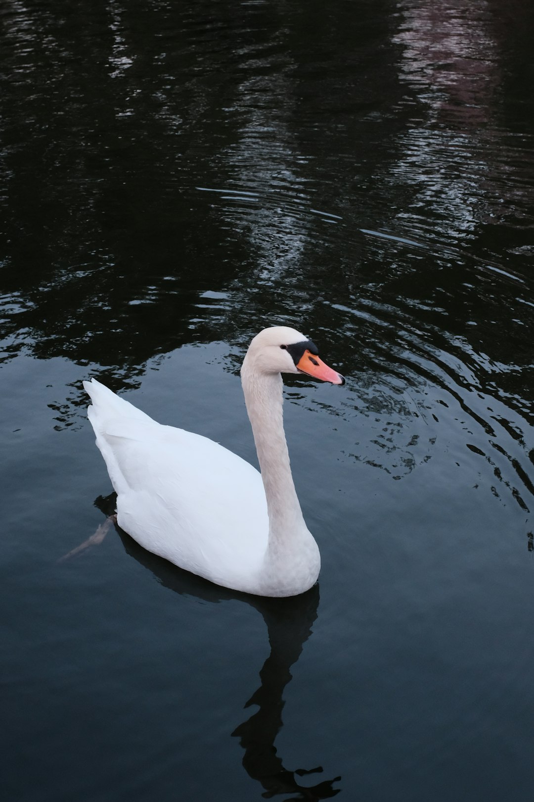 white swan on water during daytime