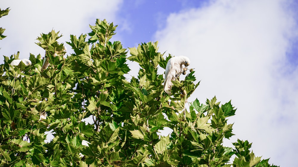 white bird on green plant during daytime