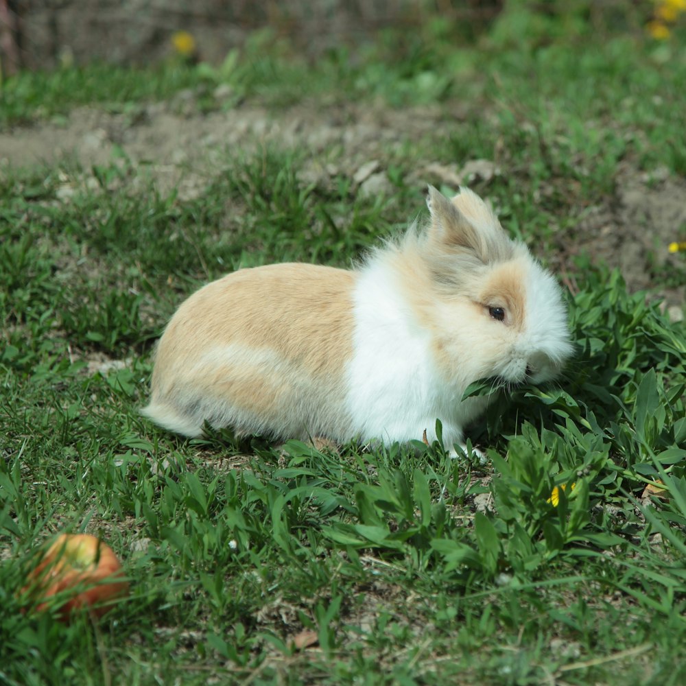 white and brown cat on green grass during daytime