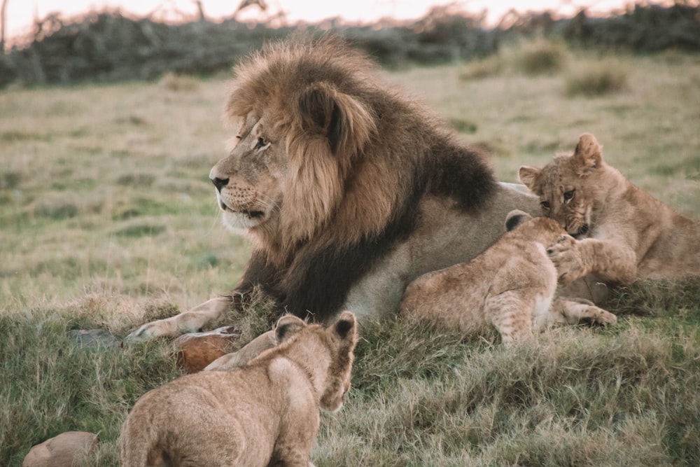 Leone e leonessa sul campo di erba verde durante il giorno