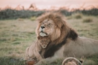brown lion lying on green grass during daytime