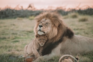 brown lion lying on green grass during daytime