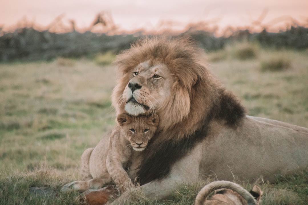  brown lion lying on green grass during daytime lion