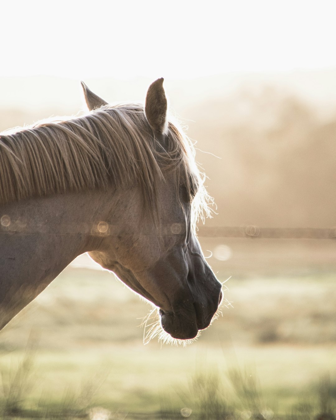 brown horse in close up photography during daytime