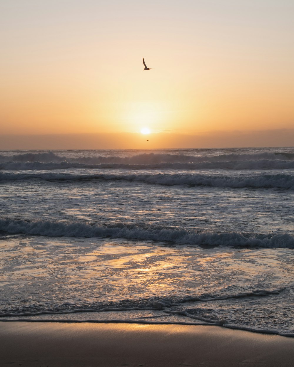 bird flying over sea waves during sunset