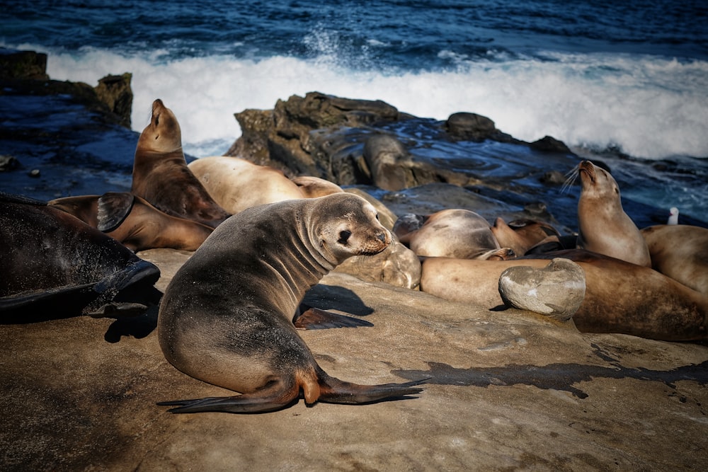 sea lion on brown rock near body of water during daytime