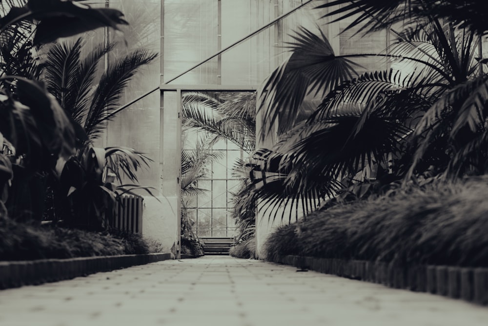 grayscale photo of palm trees