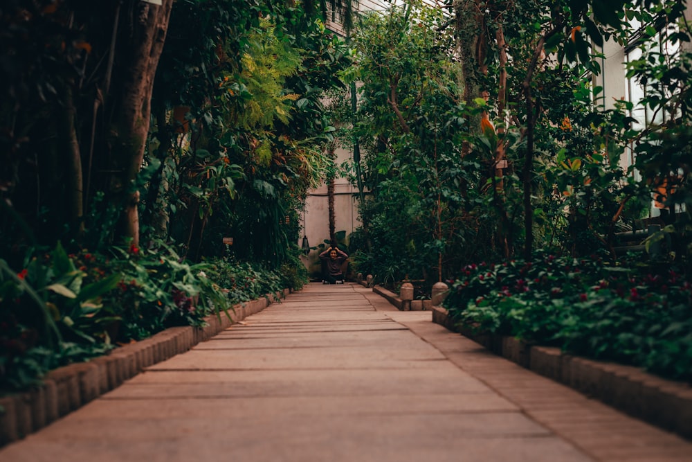 green plants on brown wooden pathway