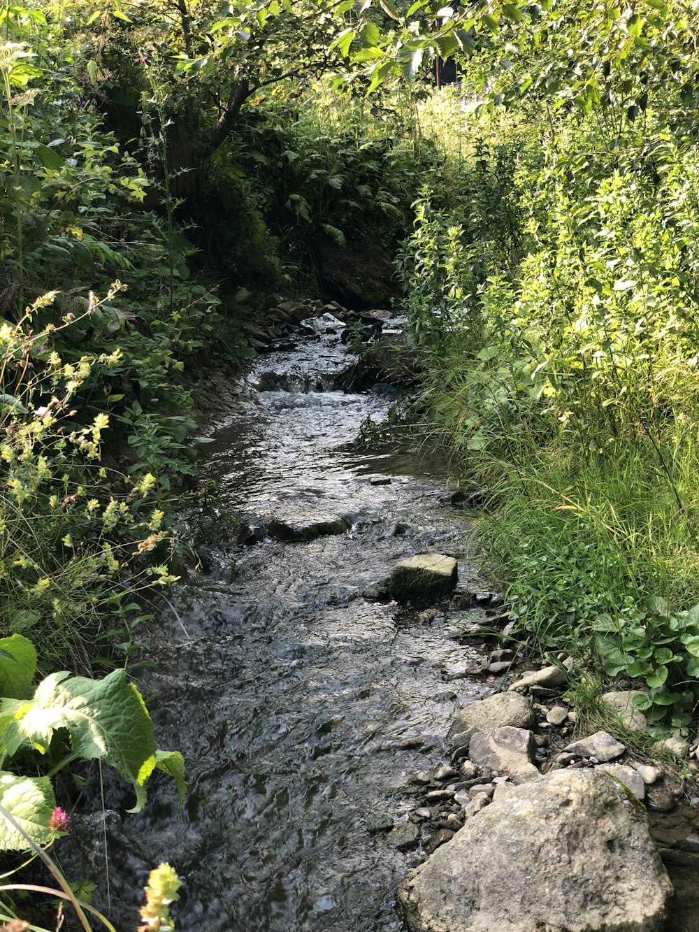 green grass and brown rocks beside river during daytime