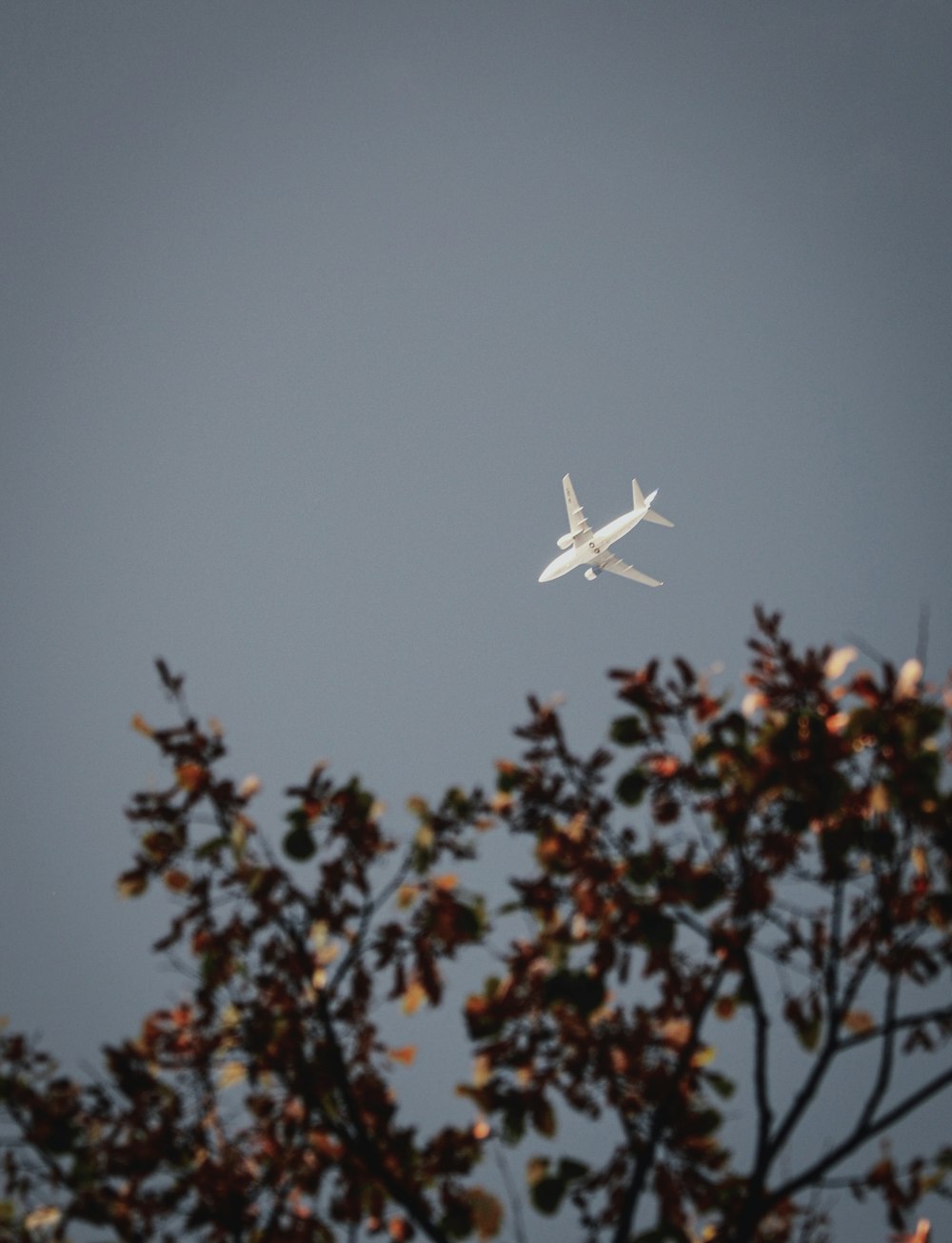 white airplane flying over the red flowers