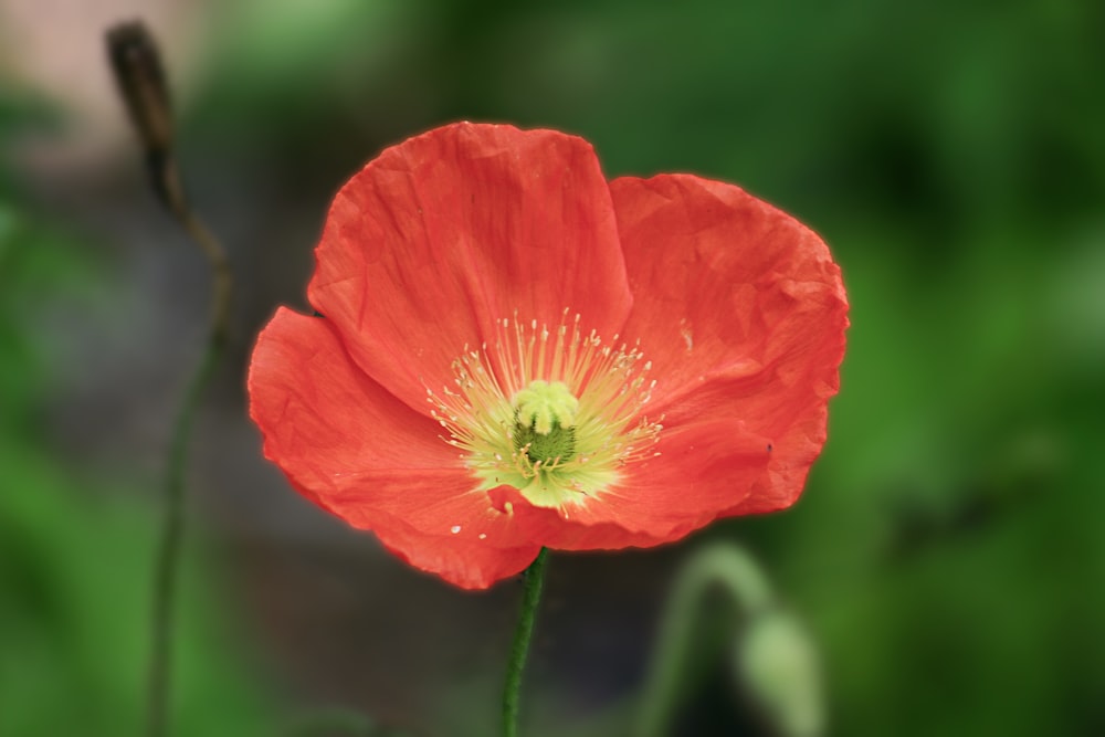 red flower in tilt shift lens