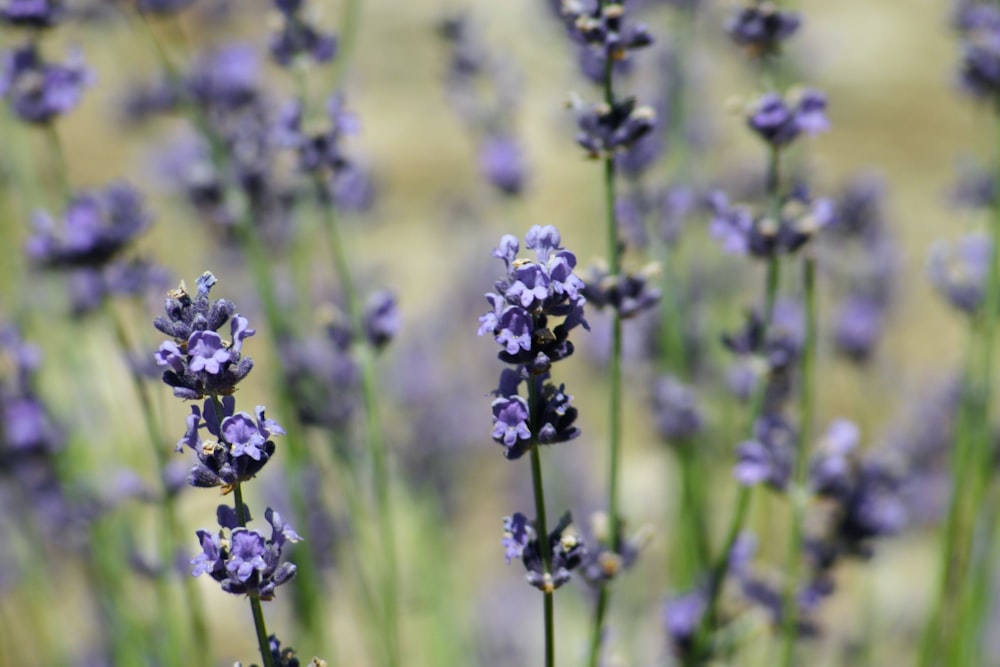 purple flower in tilt shift lens