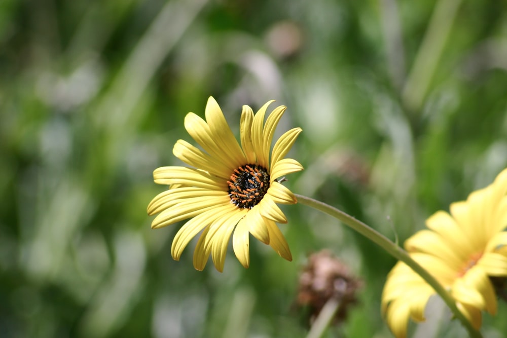 yellow flower in tilt shift lens