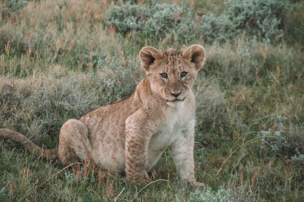 brown lioness on brown grass field during daytime