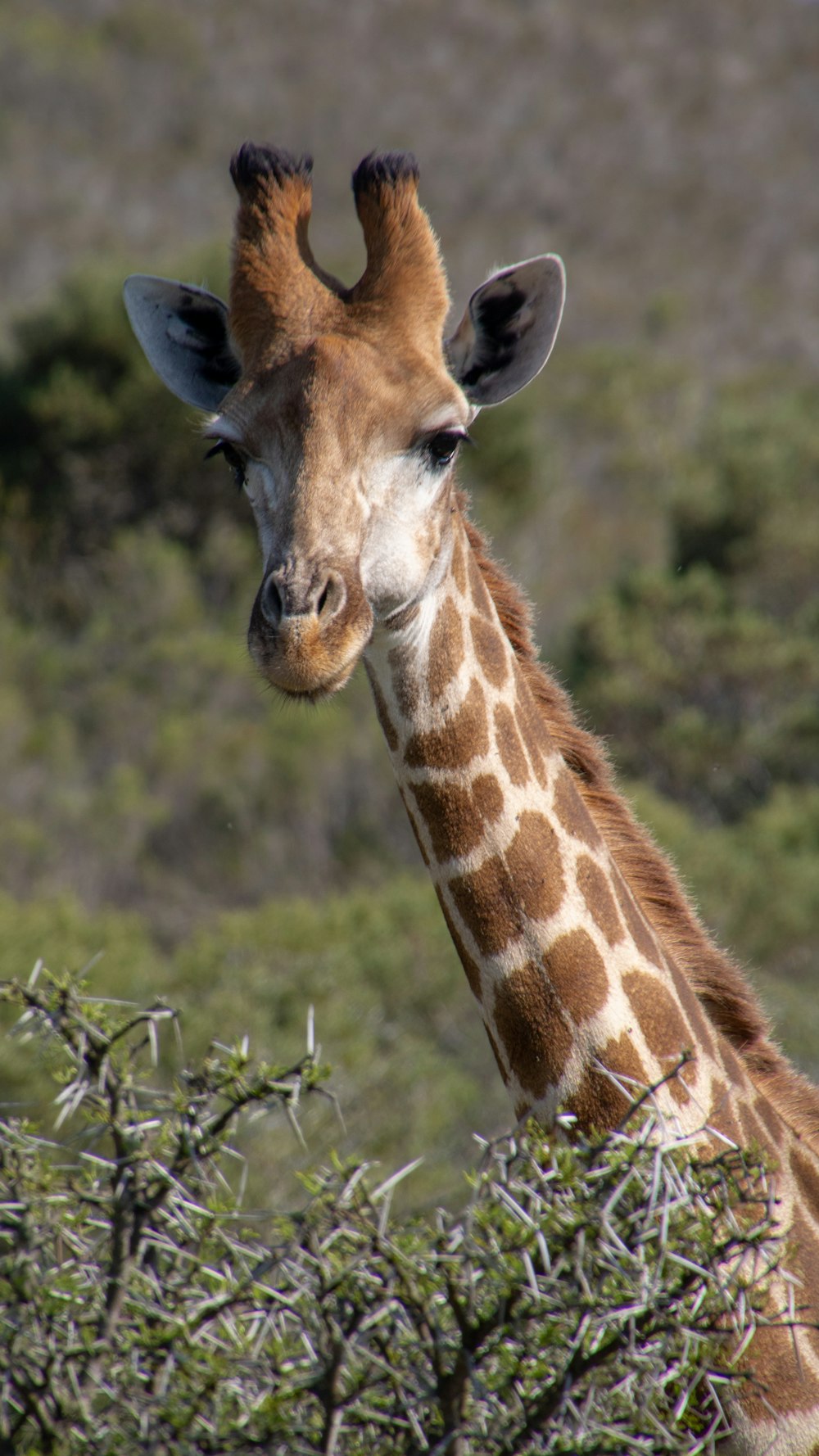 brown and white giraffe on green grass field during daytime