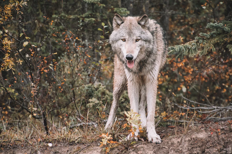 Lobo en el bosque durante el día
