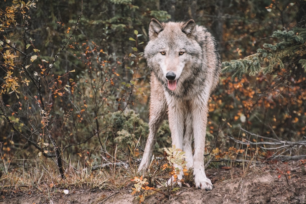 white and gray wolf on forest during daytime