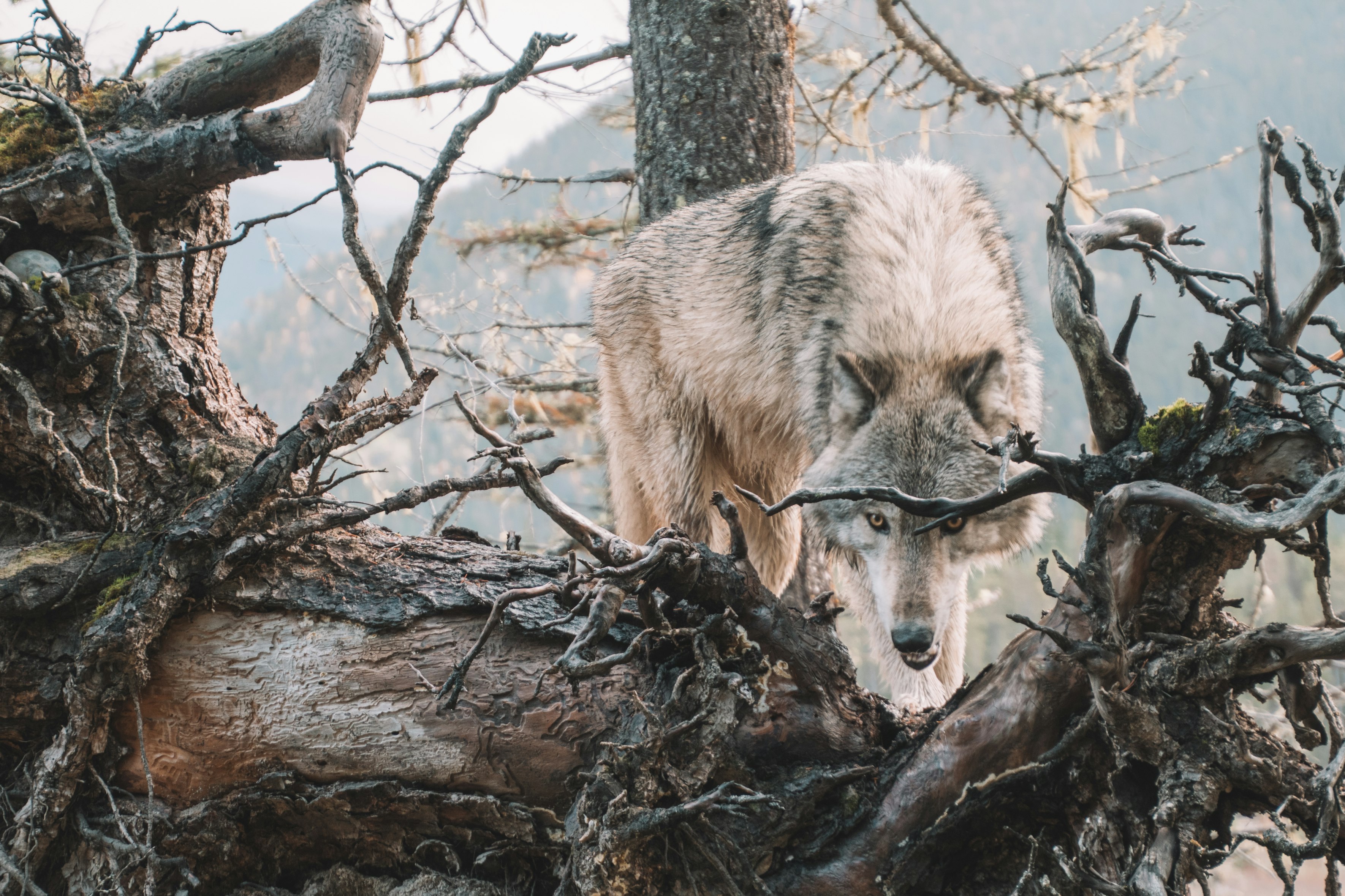 Massive Wolf Kill Disrupts Long-running Yellowstone Park Study