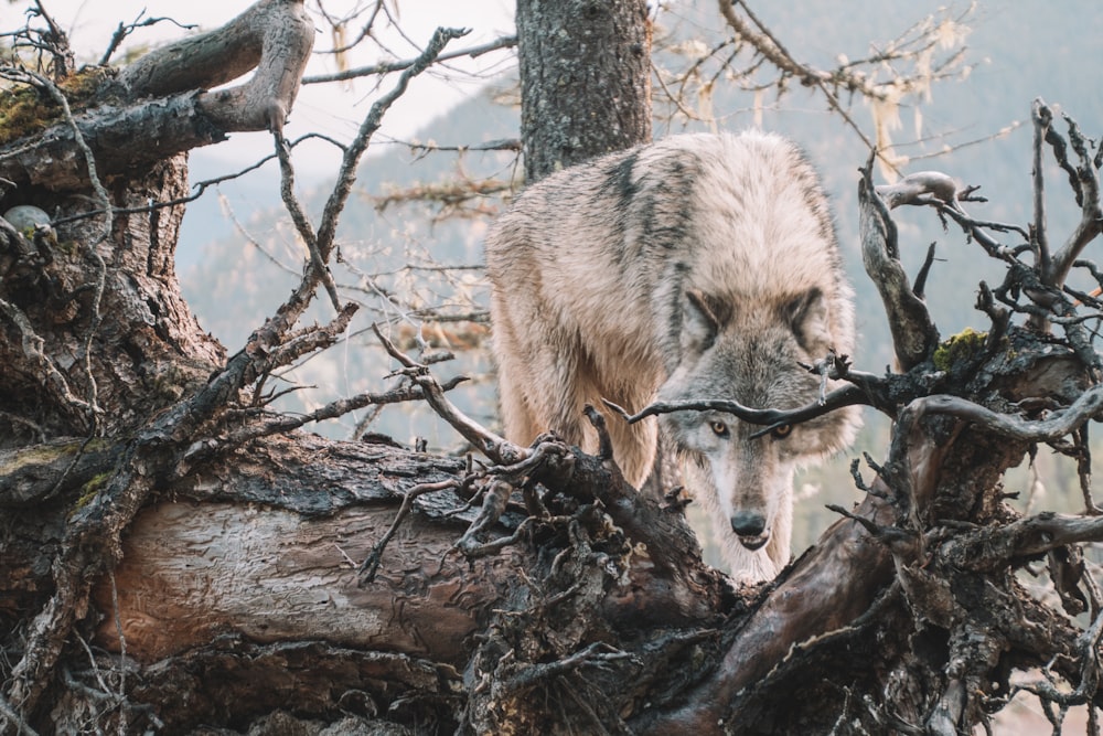 brown wolf on brown tree branch during daytime