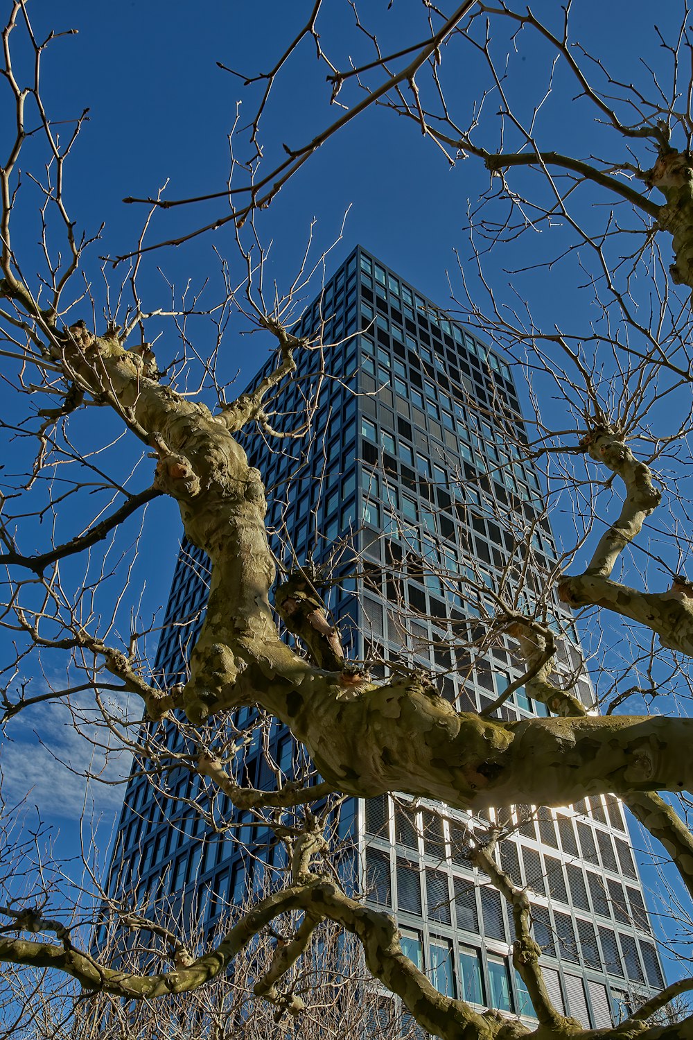 leafless tree with brown dried leaves