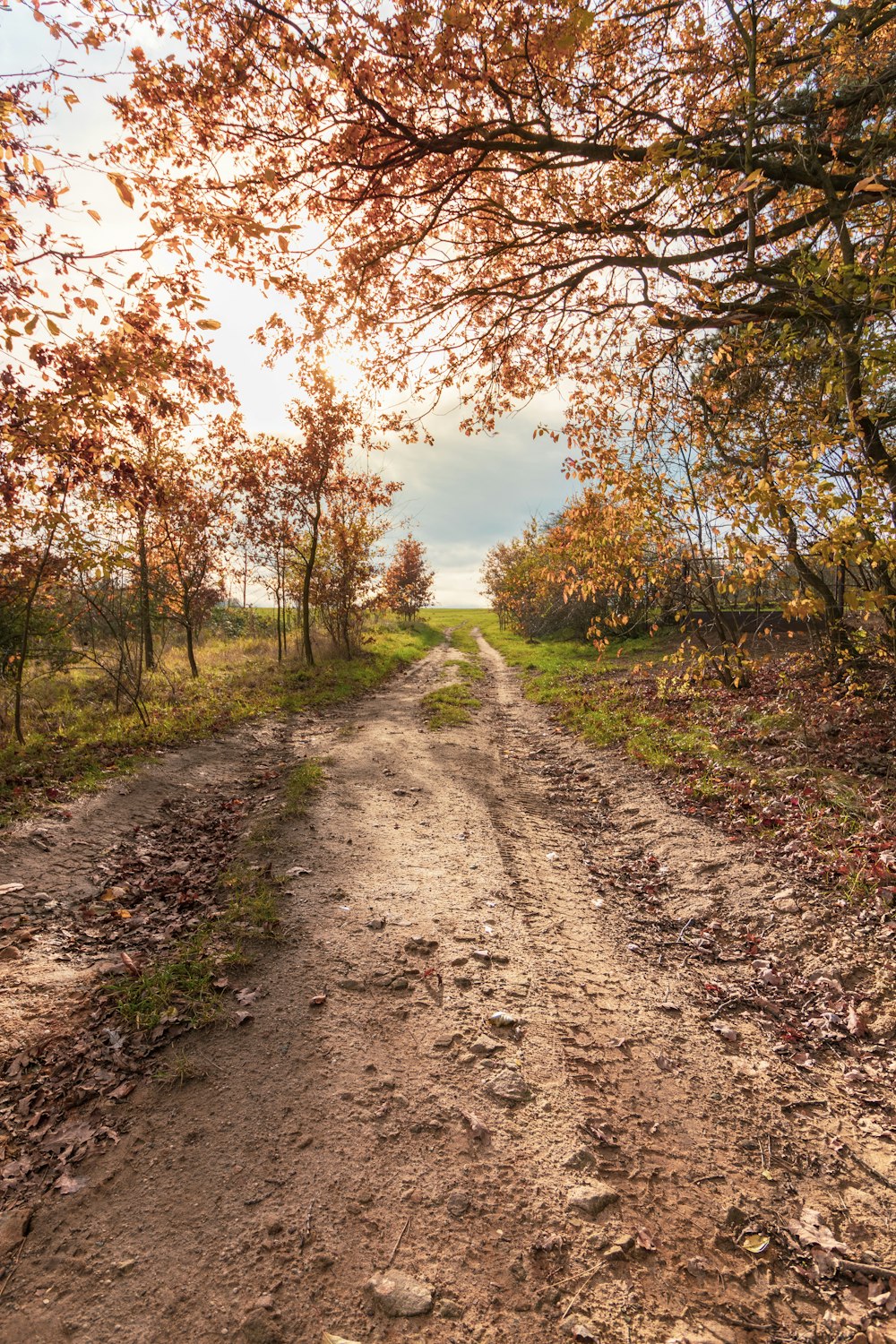 brauner Feldweg zwischen grünem Gras und Bäumen tagsüber