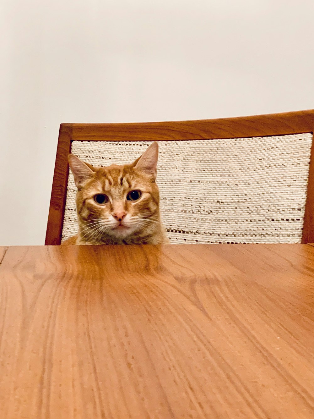 brown tabby cat on brown wooden table
