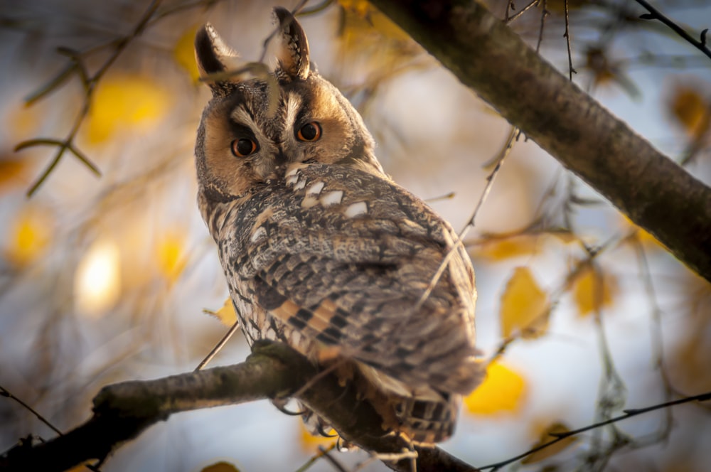 brown owl perched on brown tree branch during daytime