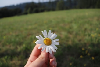 A person gently holding a daisy in their hand, symbolizing care.