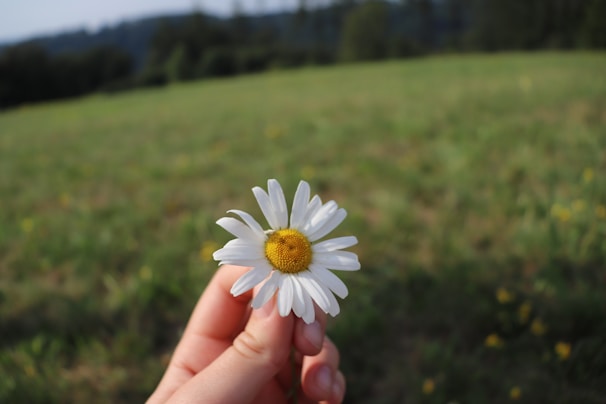 A person gently holding a daisy in their hand, symbolizing care.