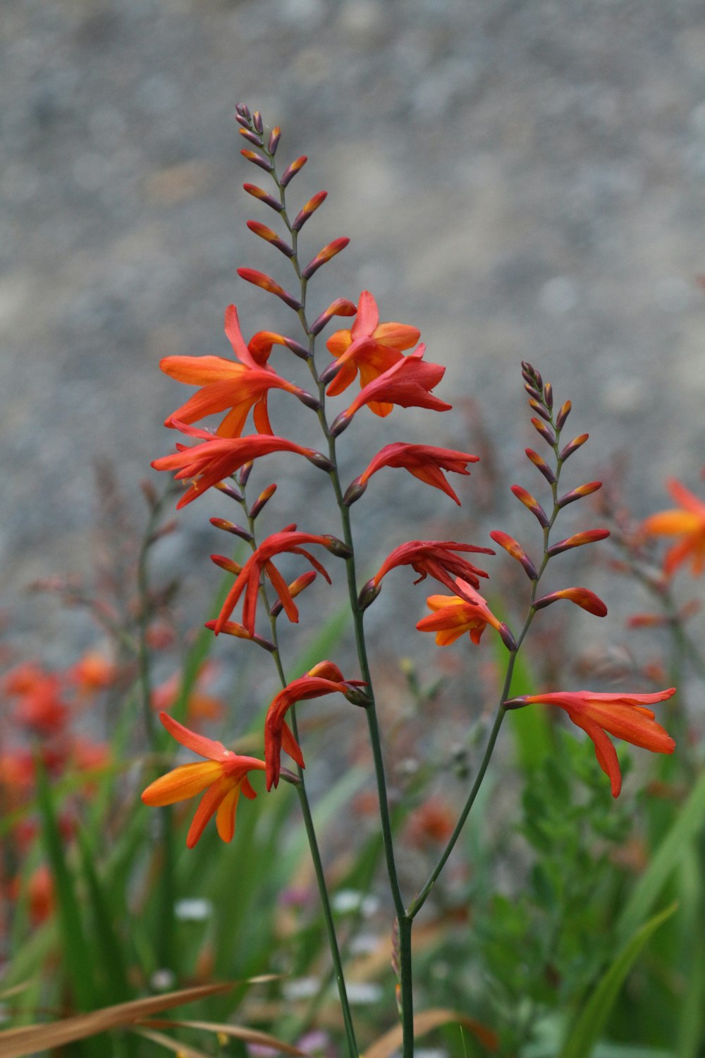 orange flowers in tilt shift lens