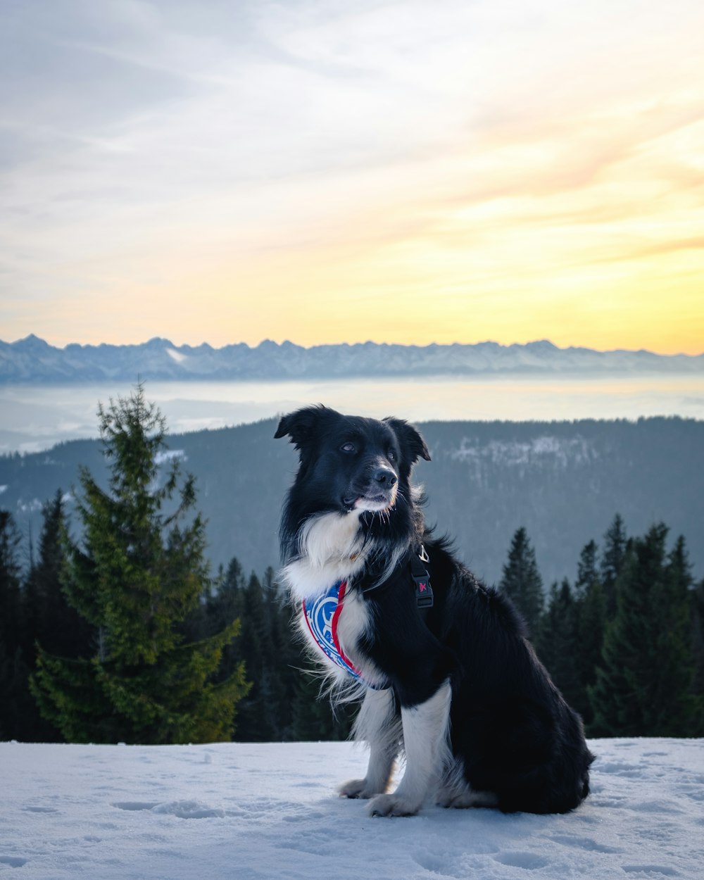 black and white border collie sitting on gray concrete fence near green trees during daytime