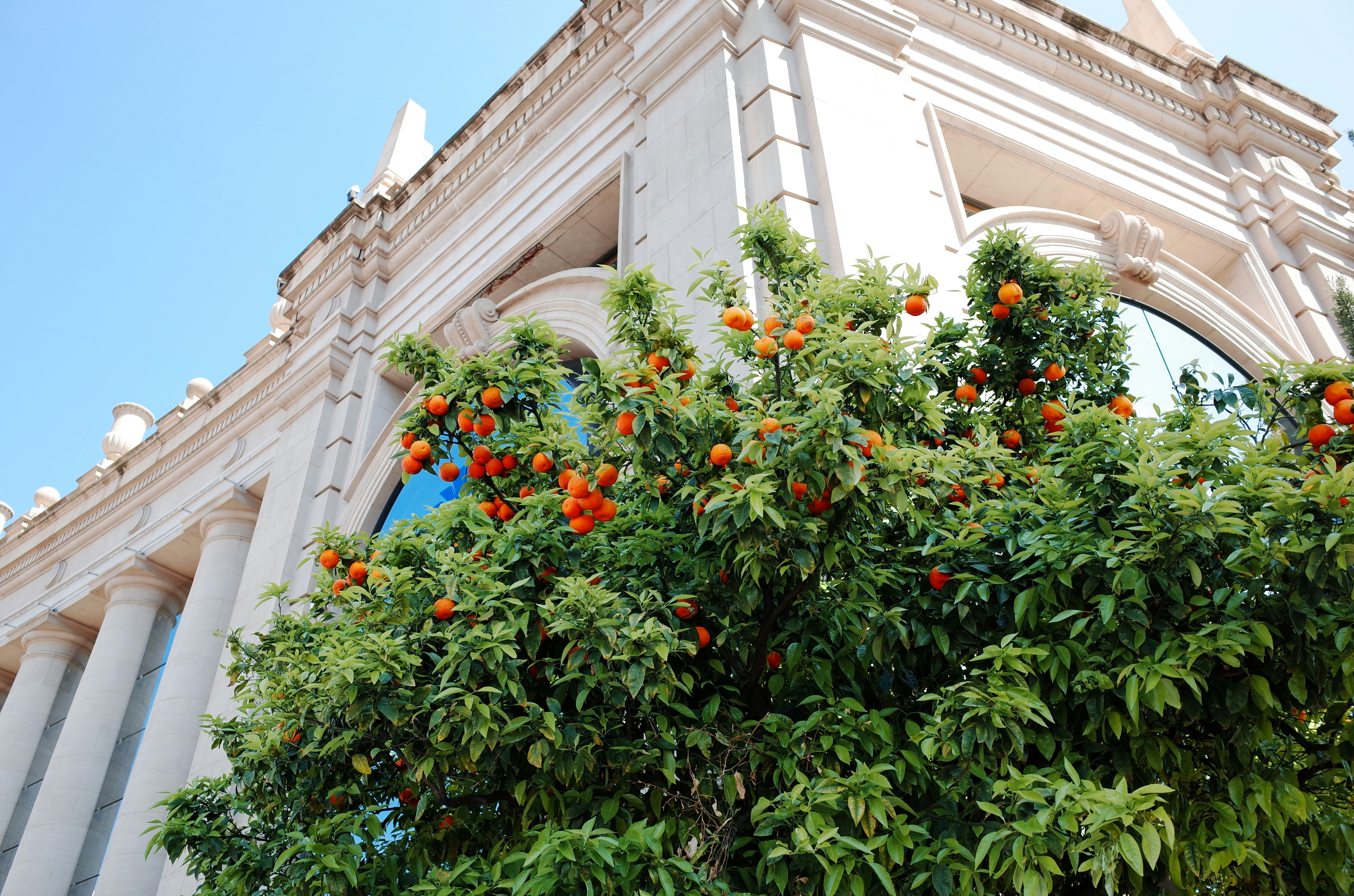 An orange tree