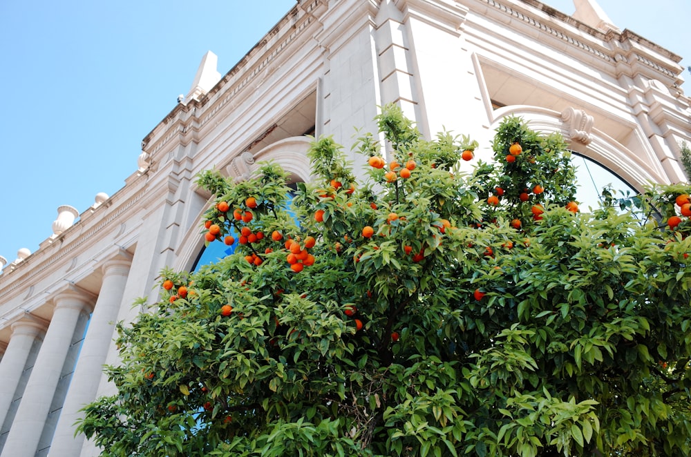 red round fruits on white concrete building during daytime