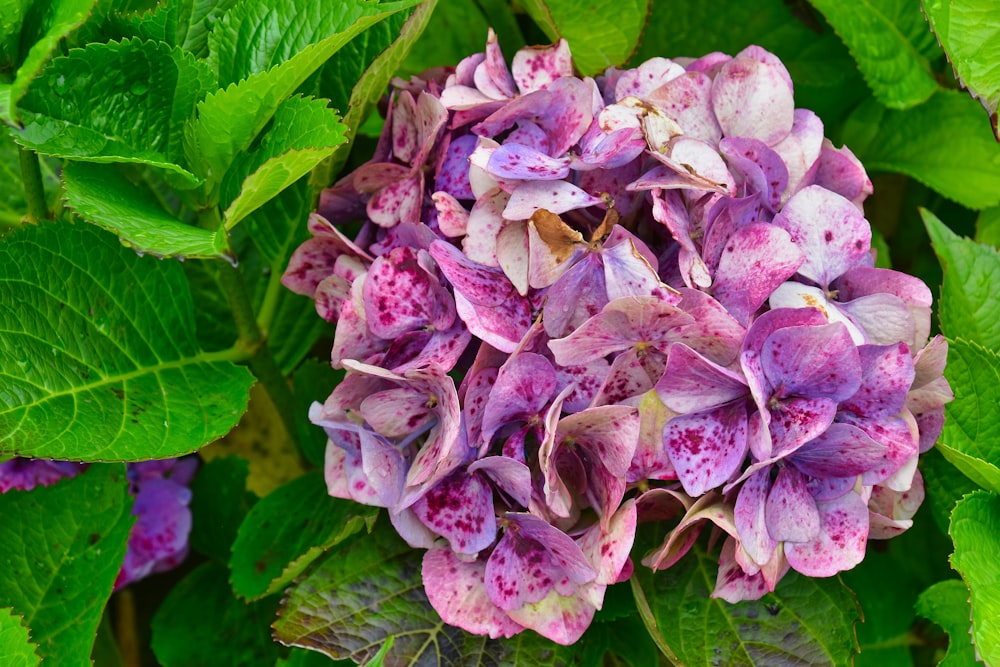 purple flower with green leaves