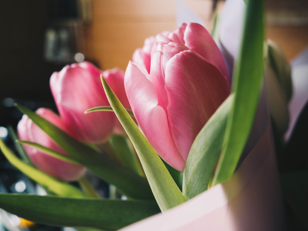 pink tulip in close up photography