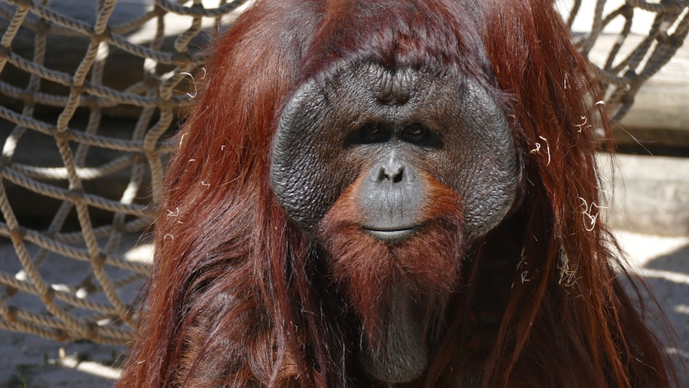 macaco marrom no galho marrom da árvore durante o dia