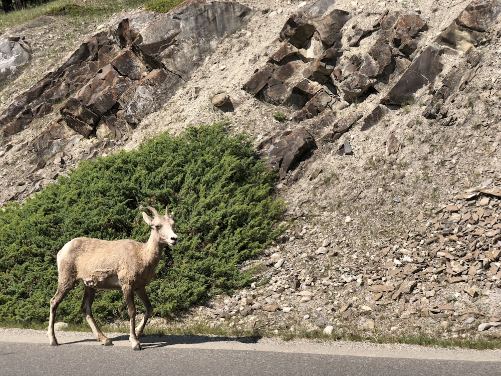 brown ram on gray asphalt road during daytime